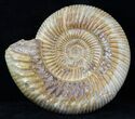 Perisphinctes Ammonite - Jurassic #31756-1